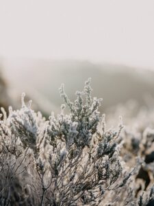 Pine tree in the Winter